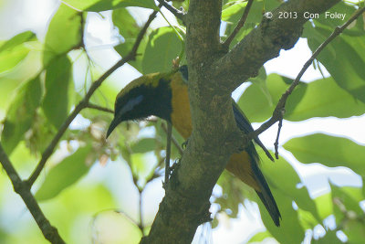 Leafbird, Orange-bellied @ Sattal