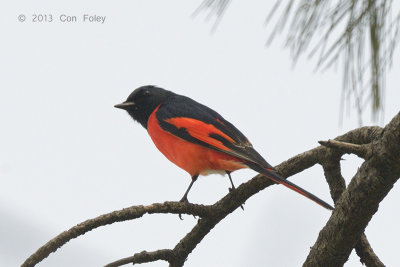 Minivet, Long-tailed @ Pangot