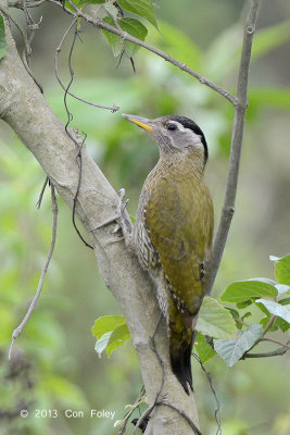 Woodpecker, Streak-throated (female) @ Pangot