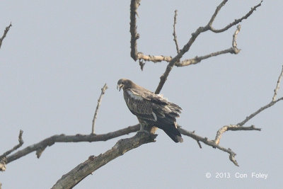 Eagle, Indian Spotted @ Kaziranga