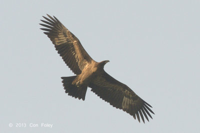 Eagle, Steppe @ Kaziranga