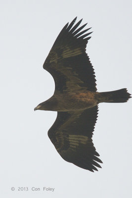 Eagle, Steppe @ Kaziranga