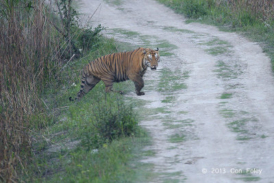 Tiger, Bengal (male) @ Kaziranga