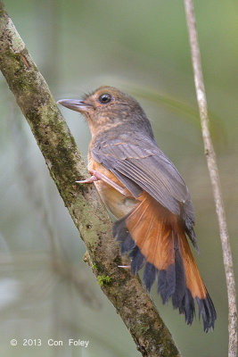 Shama, Rufous-tailed (female)