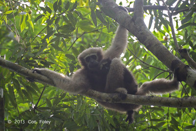 Gibbon, Western Hoolock (female) @ Hoollongapar Gibbon Sanctuary