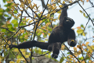 Gibbon, Western Hoolock (male) @ Hoollongapar Gibbon Sanctuary
