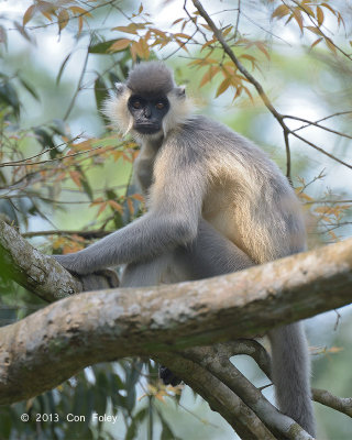 Langur, Capped @ Hoollongapar Gibbon Sanctuary