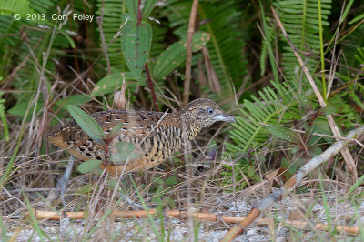 Buttonquail, Barred