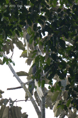 Hornbill, White-crowned