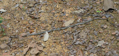 Twin-barred Tree Snake