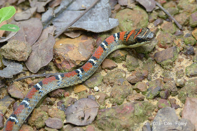 Twin-barred Tree Snake