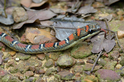 Twin-barred Tree Snake