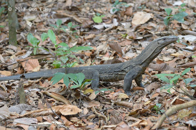 Rough-necked Monitor Lizard