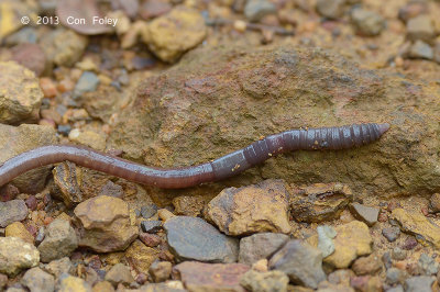 Earthworm, Large