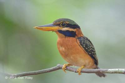 Kingfisher, Rufous-collared (female)