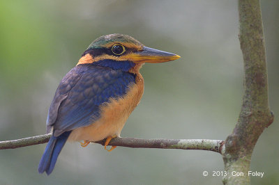 Kingfisher, Rufous-collared (juv male)