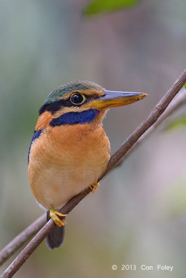 Kingfisher, Rufous-collared (juv male)