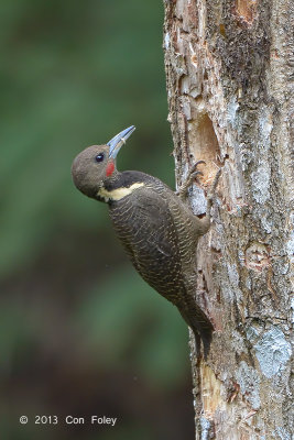 Woodpecker, Buff-necked