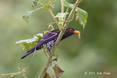 Cuckoo, Violet (male)
