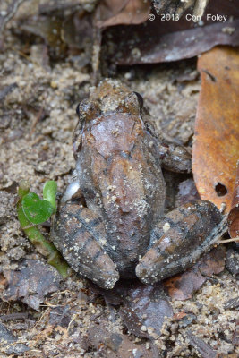 Malesian Frog