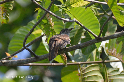 Cuckoo, Banded Bay (fledgling)