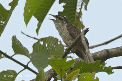 Cuckoo, Banded Bay (fledgling)