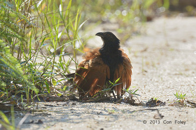 Coucal, Greater (sunning)
