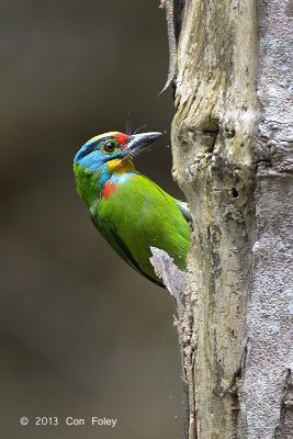 Barbet, Black-browed @ Bukit Tinggi