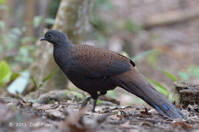 Pheasant, Mountain Peacock (male)