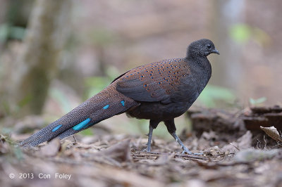 Pheasant, Mountain Peacock (male)