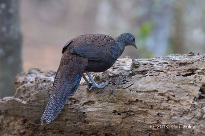 Pheasant, Mountain Peacock (female)