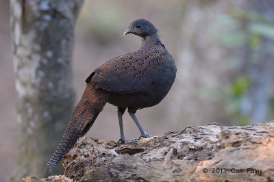 Pheasant, Mountain Peacock (juvenile)