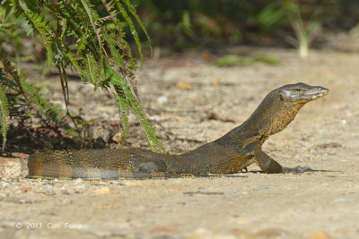 Water Monitor Lizard