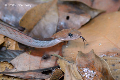 Blue-necked Keelback