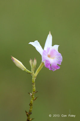 Bamboo Orchid (Arundina gramminifolia)