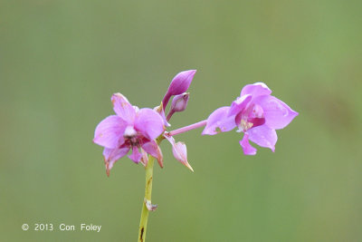 Philippine Orchid (Spathoglottis plicata)