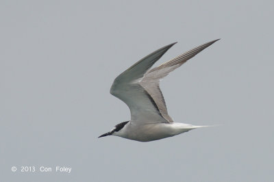 Tern, Aleutian @ Straits of Singapore