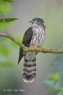 Cuckoo, Malaysian Hawk (juv) @ Bidadari