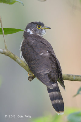 Cuckoo, Malaysian Hawk (juv) @ Bidadari