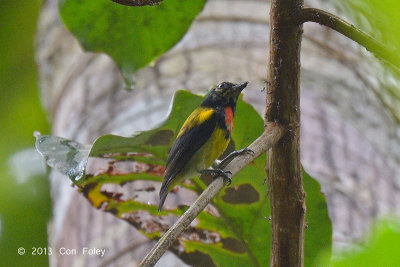 Flowerpecker, Scarlet-breasted (male)