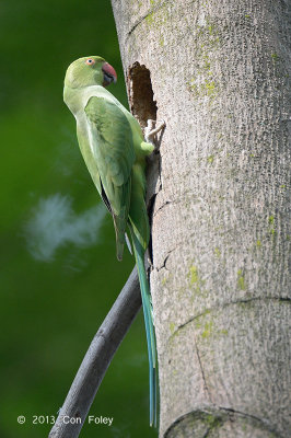Parakeet, Rose-ringed (female) @ Bidadari