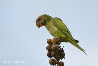 Parakeet, Red-breasted (juv) @ Halus