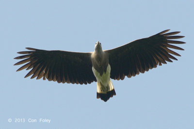 Eagle, Grey-headed Fish @ Jelutong