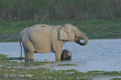Elephant, Indian @ Kaziranga