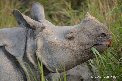 Rhinoceros, Indian @ Kaziranga