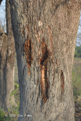 Tiger territorial claw mark @ Kaziranga