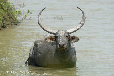 Buffalo, Water @ Kaziranga