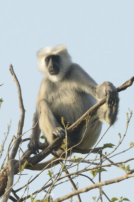 Langur, Southern Plains Gray @ Corbett