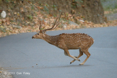 Deer, Spotted @ Corbett