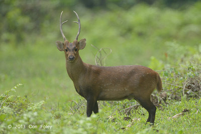 Deer, Hog @ Kaziranga